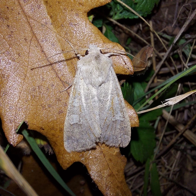 Ammoconia caecimacula - szürke őszibagoly