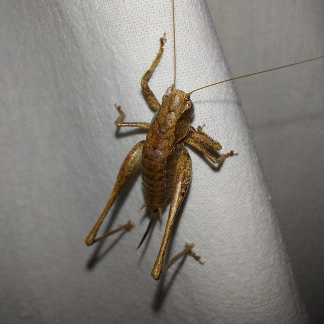 Pholidoptera griseoaptera - szürke avarszöcske