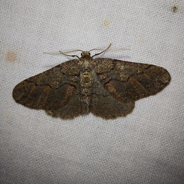 Agriopis bajaria - kökény-téliaraszoló