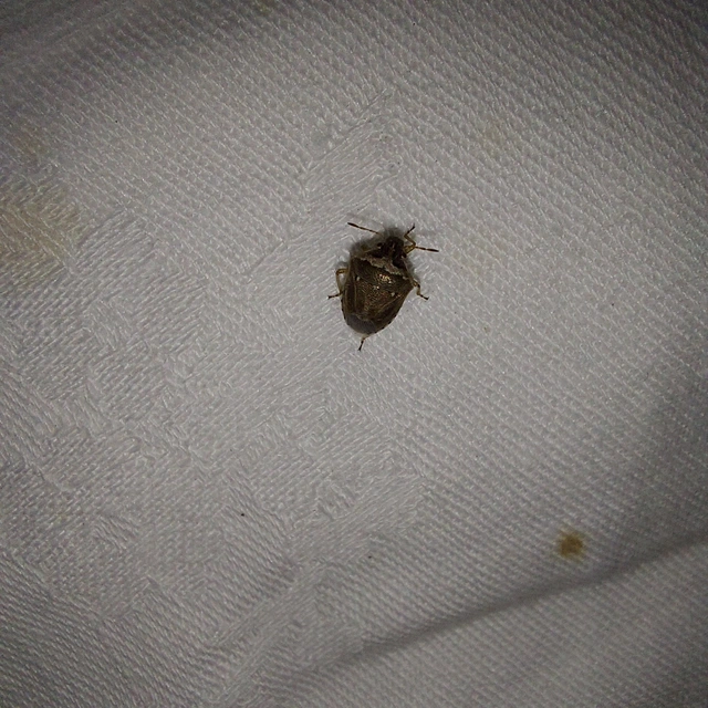 Eysarcoris ventralis - fakó feketefejű-poloska Eysarcoris ventralis - fakó feketefejű-poloska