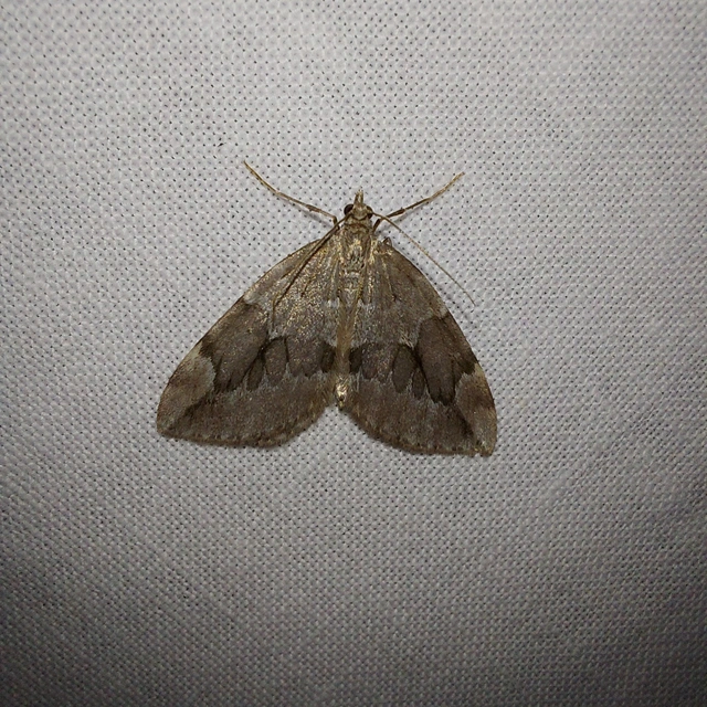 Thera juniperata - boróka-araszoló