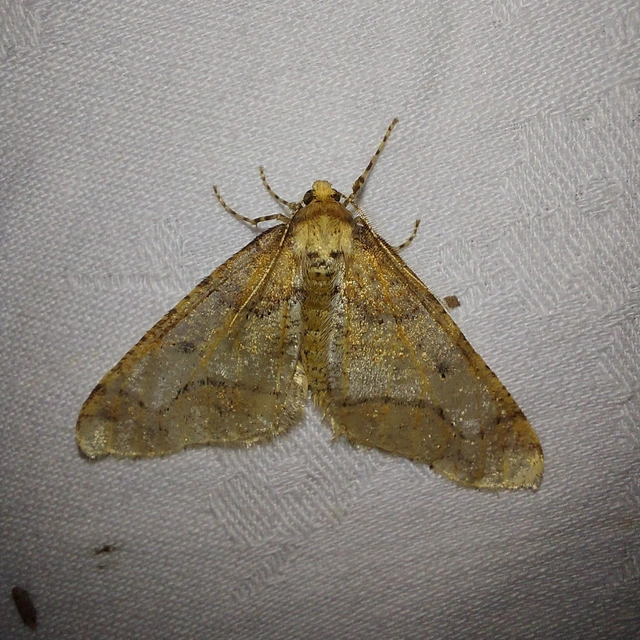 Erannis defoliaria - nagy téliaraszoló