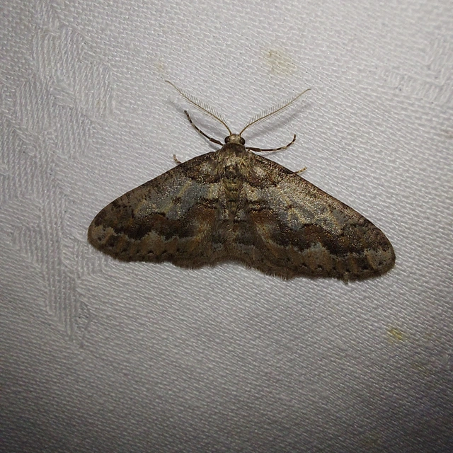 Agriopis bajaria - kökény-téliaraszoló
