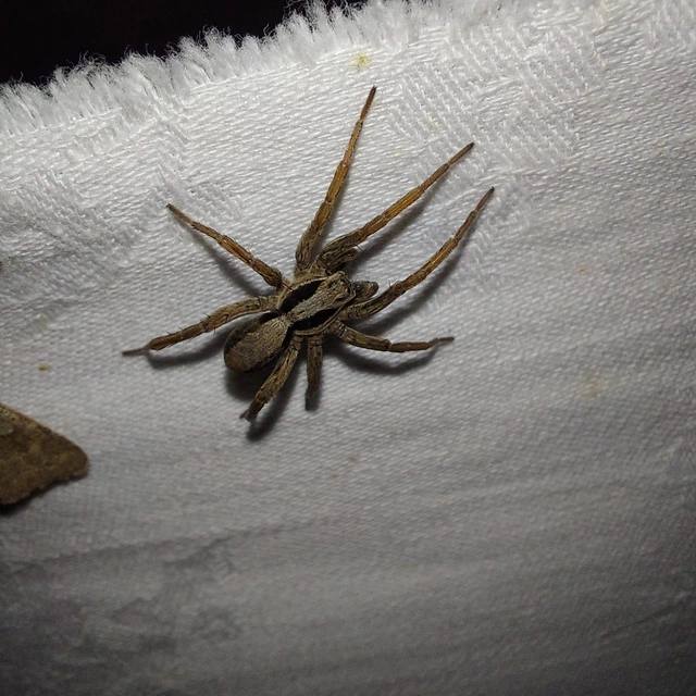 Alopecosa striatipes/mariae