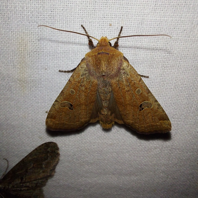Conistra erythrocephala - vörösfejű őszibagoly