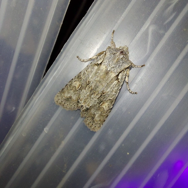 Lithophane ornitopus - közönséges fabagoly