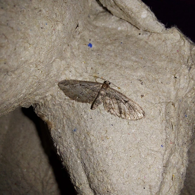 Eupithecia ericeata - feketefenyő-törpearaszoló