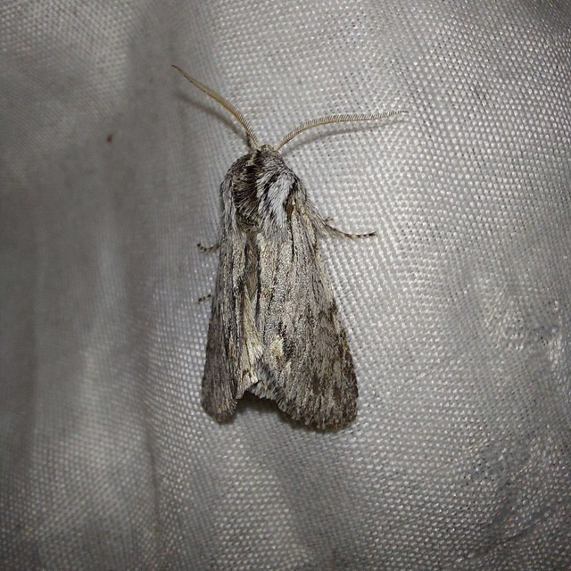 Asteroscopus syriaca decipulae - Kovács bundásbaglya
