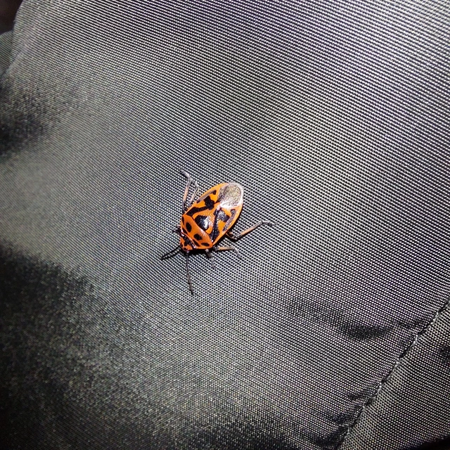 Eurydema ornata - díszespoloska Eurydema ornata - díszespoloska
