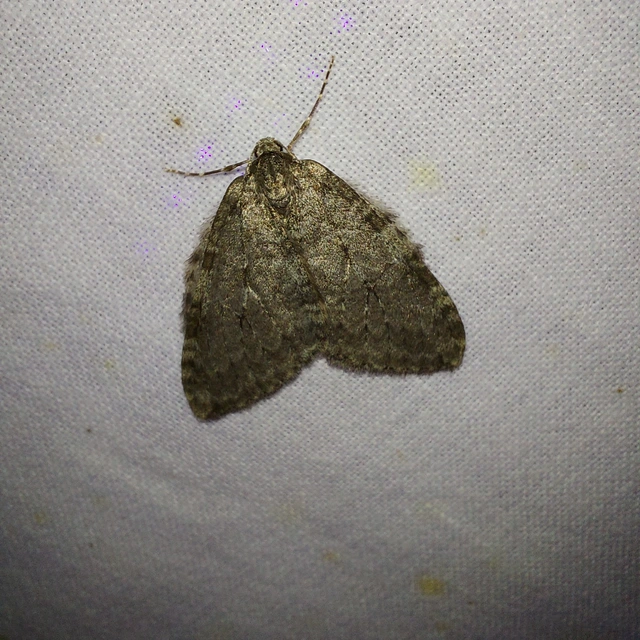 Epirrita christyi/dilutata