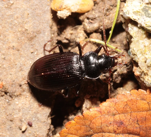 Nebria brevicollis - rövidnyakú partfutó