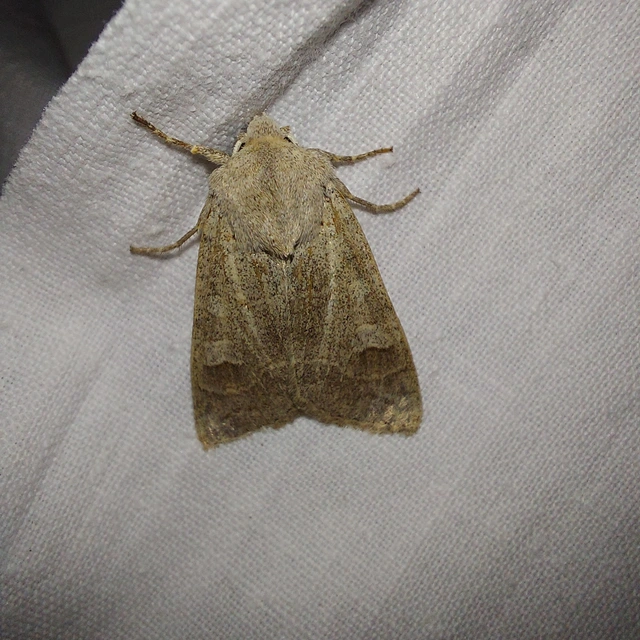 Ammoconia caecimacula - szürke őszibagoly