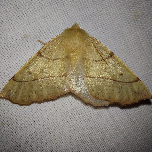 Colotois pennaria - tollascsápú araszoló
