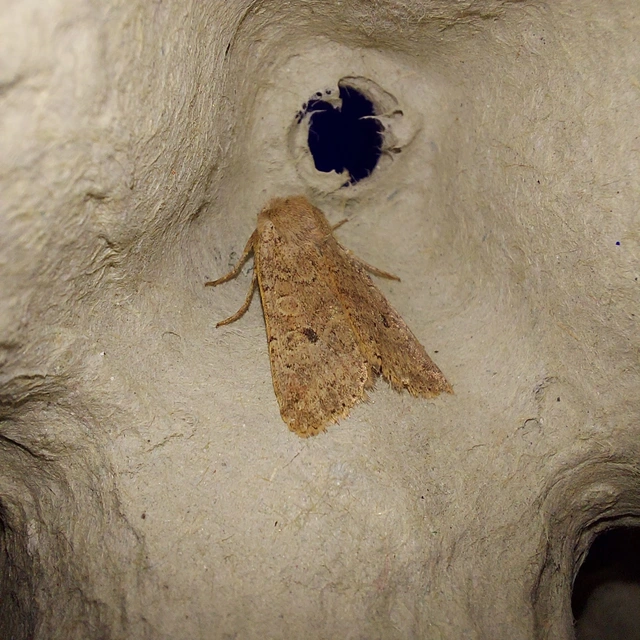 Propenistra laevis - könnyű őszibagoly