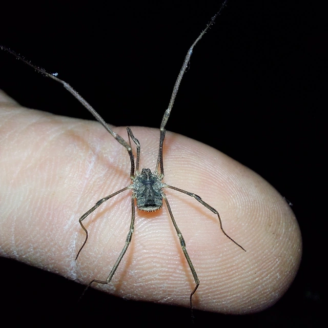 Opiliones - Kaszáspókok