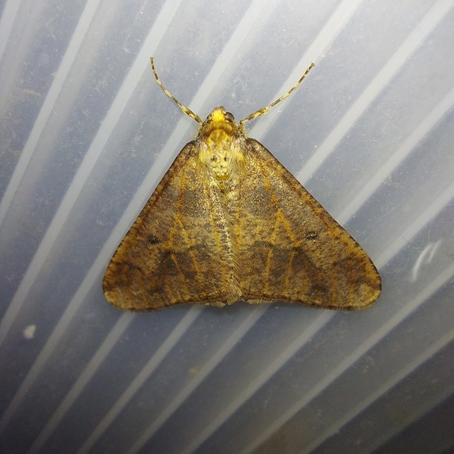 Erannis defoliaria - nagy téliaraszoló