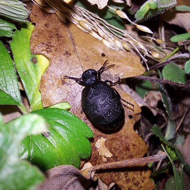 Meloe rugosus - ráncos nünüke