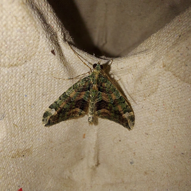 Chloroclysta siterata - salátazöld araszoló