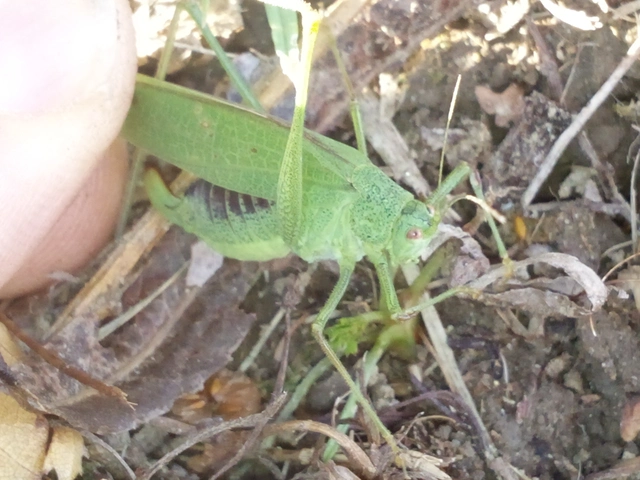 Phaneroptera nana - pontozott repülőszöcske