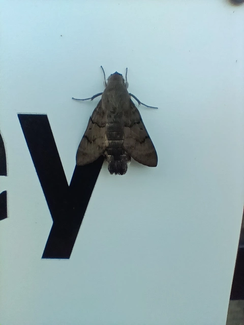 Macroglossum stellatarum - kacsafarkú szender
