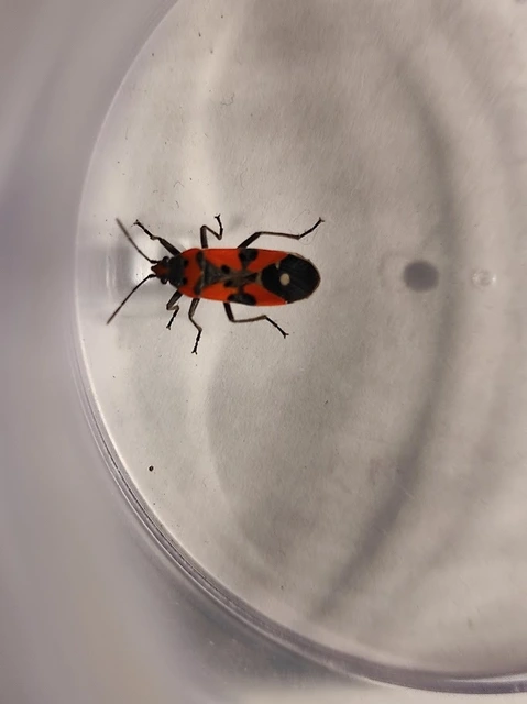 Lygaeus equestris/simulans