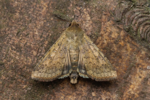 Helicoverpa armigera - kukorica-veteménybagoly Helicoverpa armigera - kukorica-veteménybagoly