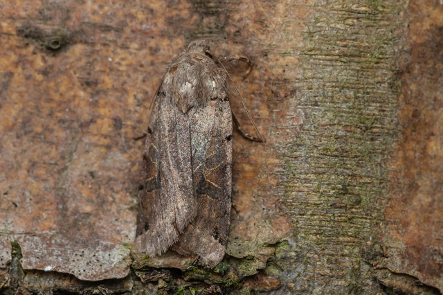 Anchoscelis litura - tarka őszibagoly