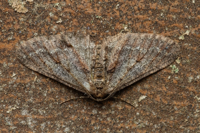 Agriopis bajaria - kökény-téliaraszoló