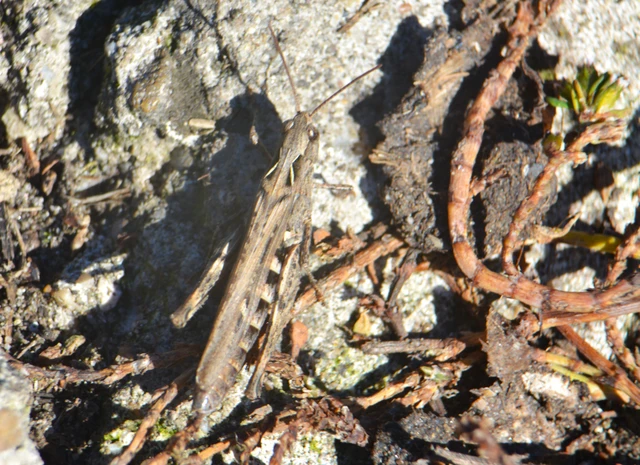 Chorthippus