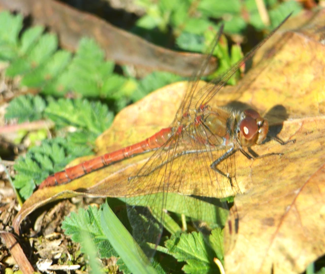 Sympetrum striolatum - harántsávos katona-szitakötő