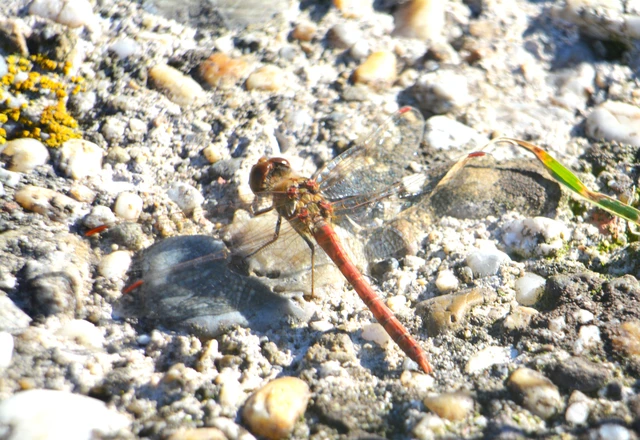 Sympetrum striolatum - harántsávos katona-szitakötő