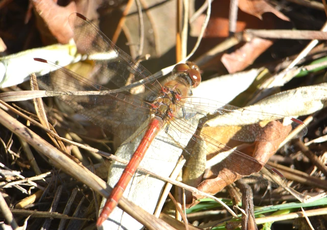 Sympetrum striolatum - harántsávos katona-szitakötő