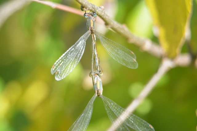 Chalcolestes viridis/parvidens