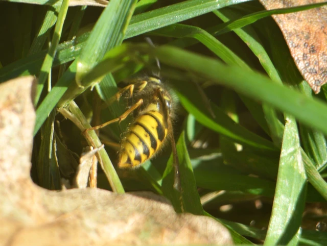 Vespula