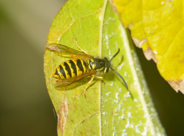 Vespula