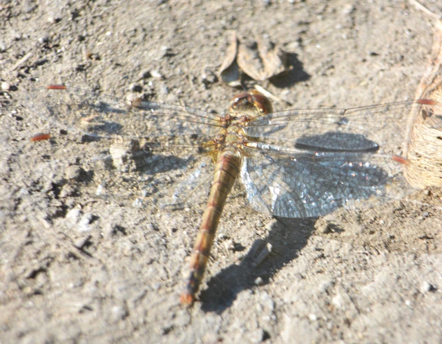 Sympetrum striolatum - harántsávos katona-szitakötő
