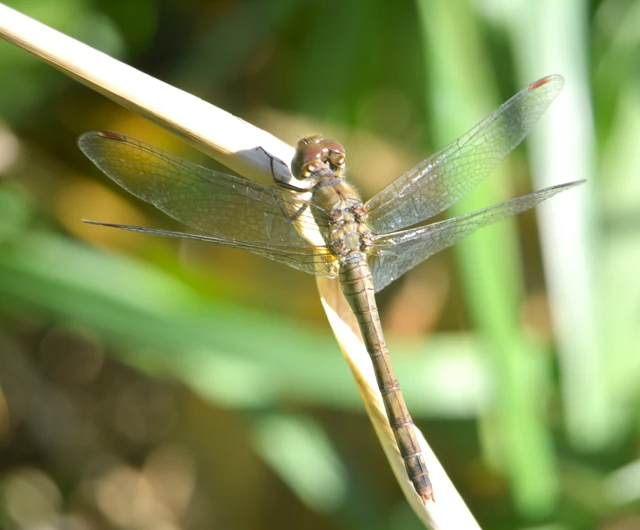 Sympetrum striolatum - harántsávos katona-szitakötő