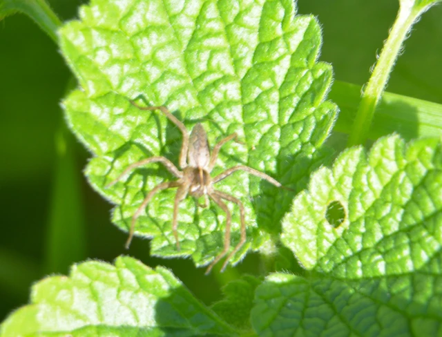 Pisaura mirabilis - csodáspók