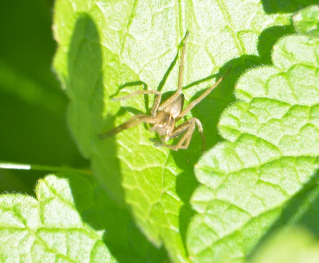 Pisaura mirabilis - csodáspók