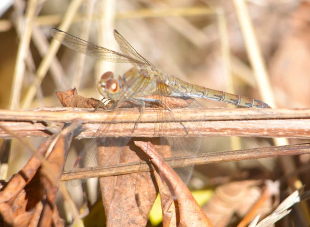 Sympetrum striolatum - harántsávos katona-szitakötő