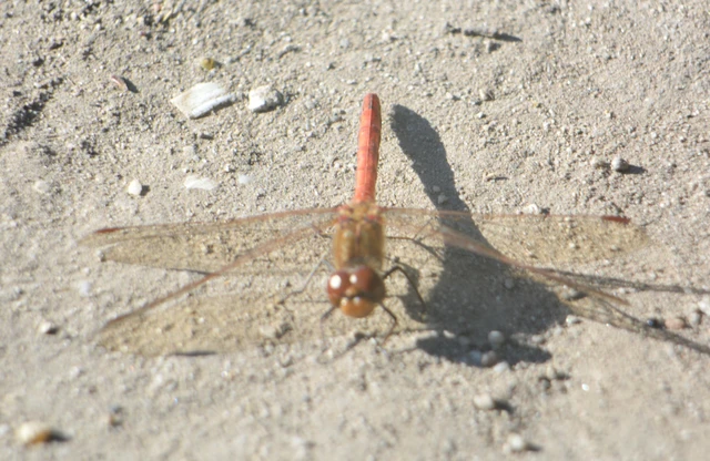 Sympetrum striolatum/vulgatum