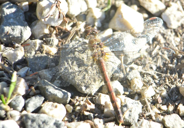 Sympetrum striolatum - harántsávos katona-szitakötő