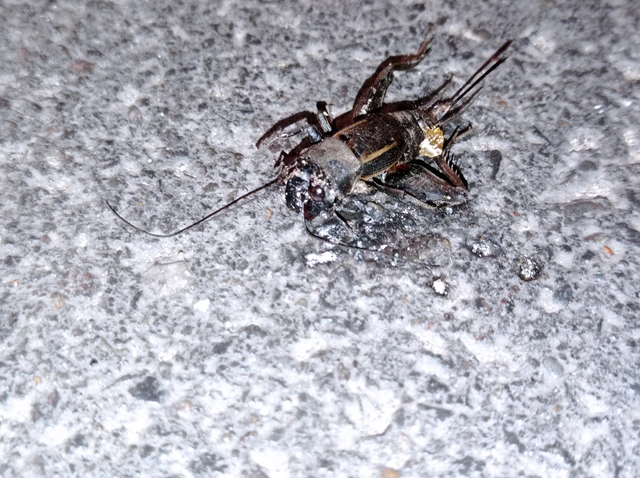 Melanogryllus desertus - fekete tücsök
