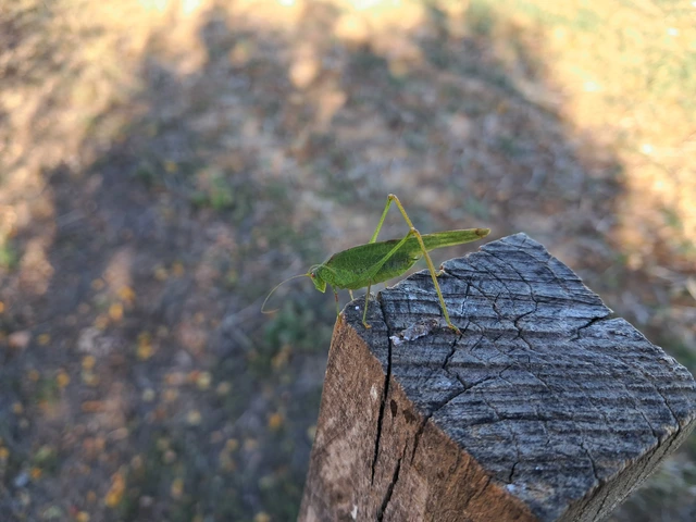 Phaneroptera nana - pontozott repülőszöcske