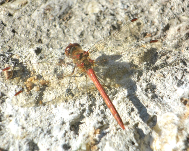Sympetrum striolatum - harántsávos katona-szitakötő