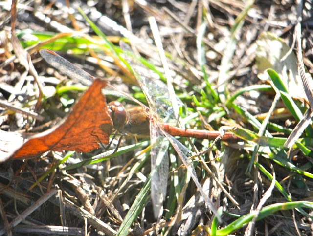 Sympetrum striolatum/vulgatum