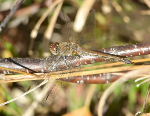 Sympetrum striolatum - harántsávos katona-szitakötő
