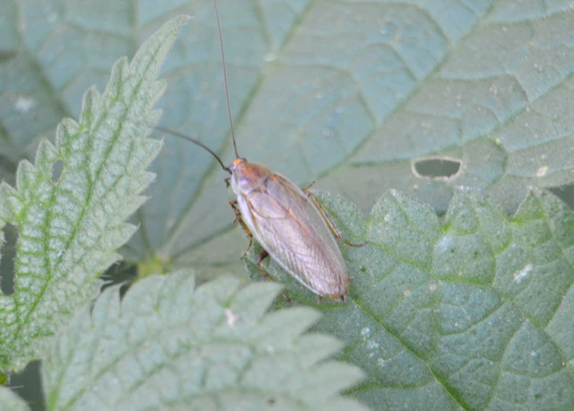 Blattodea - Csótányok