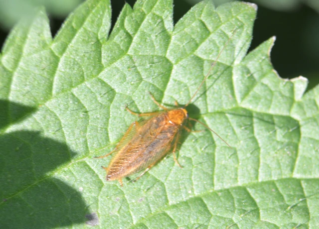 Blattodea - Csótányok