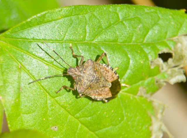 Halyomorpha halys - ázsiai márványospoloska